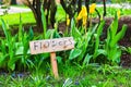 Yellow tulips and blue cornflower flowersin spring garden. Royalty Free Stock Photo