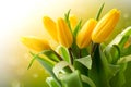 Yellow tulips bouquet