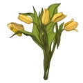 Yellow tulips bouquet over white background Royalty Free Stock Photo