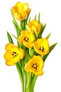 Yellow Tulips Bouquet Tulip Flowers Isolated Royalty Free Stock Photo