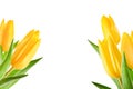 Yellow tulips bouquets isolated on white background with clipping path. Flowers objects for design, advertising, postcards. Easter