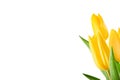 Yellow tulips bouquets isolated on white background with clipping path. Flowers objects for design, advertising, postcards. Easter