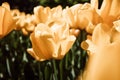 Yellow tulips in spring garden. Blooming gently flowers. Natural floral pattern. Royalty Free Stock Photo