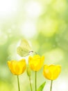 Yellow tulips and butterfly on the blurred green background Royalty Free Stock Photo