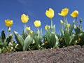 Yellow Tulips - Canberra's Floriade festival Royalty Free Stock Photo