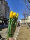 Yellow tulips on clean blue sky background, bouquet of tulip flowers on windowsill.