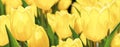 Yellow tulips close up. Blooming tulips. Macro