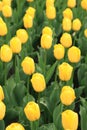 Yellow tulips close up. Bright spring flowers Royalty Free Stock Photo