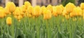 Bright spring flowers with selective focus. World Tulip Da Royalty Free Stock Photo