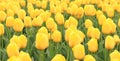 Yellow tulips close up. Bright spring flowers with selective focus Royalty Free Stock Photo
