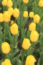 Yellow tulips close up. Bright spring flowers Royalty Free Stock Photo