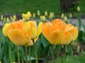 Yellow tulips close-up on a flower bed, in the background buds of undeclared tulips