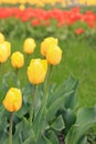 Tulips in the city, bright spring flowers, selective focus Royalty Free Stock Photo