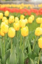 Yellow tulips close up. Tulips in the city, bright spring flowers, selective focus Royalty Free Stock Photo