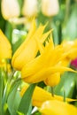 yellow tulips closeup on a blurred background of green leaves