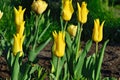 Yellow tulips