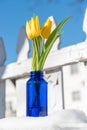 Yellow tulips in a cobalt blue vase Royalty Free Stock Photo