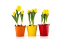 Yellow tulips in colorful pots Royalty Free Stock Photo