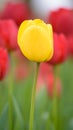 Yellow tulips. Colorful tulips in spring season