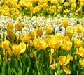 Yellow Tulips and Daffodils Floral Spring Background Royalty Free Stock Photo
