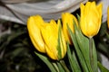 Yellow tulips with dew drops. Bright spring flower