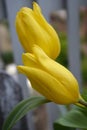 Yellow Tulips Drenched in the Sun light on the balcony