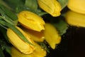 Yellow tulips in drops of water reflected on the black reflective surface close-up. Royalty Free Stock Photo