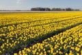 Yellow tulips in dutch flower field with blue sky Royalty Free Stock Photo