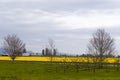 Yellow tulips farm Royalty Free Stock Photo