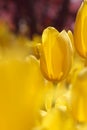 Yellow tulips in the feild Royalty Free Stock Photo