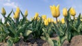 Yellow tulips in a field against a blue sky Royalty Free Stock Photo