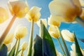 Yellow tulips field. Colorful toning effect.