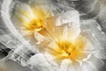 Yellow tulips. Floral background. Flowers in curls of smoke. Close-up. Nature Royalty Free Stock Photo