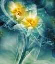 Yellow tulips.  Floral background. Flowers in curls of smoke.  Close-up. Royalty Free Stock Photo