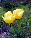 Yellow tulips