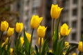 Yellow tulips in a flower bed. The tulip bud in garden. Beautiful simple spring flowers. Floral background. To grow Royalty Free Stock Photo