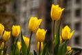 Yellow tulips in a flower bed. The tulip bud in garden. Beautiful simple spring flowers. Floral background. To grow Royalty Free Stock Photo