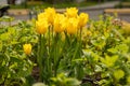 Yellow tulips in a flower bed. The tulip bud in garden. Beautiful simple spring flowers. Floral background. To grow Royalty Free Stock Photo