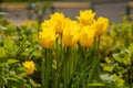 Yellow tulips in a flower bed. The tulip bud in garden. Beautiful simple spring flowers. Floral background. To grow Royalty Free Stock Photo