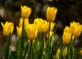 Yellow tulips in a flower bed. The tulip bud in garden. Beautiful simple spring flowers. Floral background. To grow Royalty Free Stock Photo