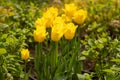 Yellow tulips in a flower bed. The tulip bud in garden. Beautiful simple spring flowers. Floral background. To grow Royalty Free Stock Photo