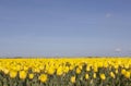 Yellow tulips in flower field with blue sky in noordoostpolder f Royalty Free Stock Photo