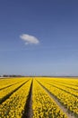 Yellow tulips in flower field with blue sky and two clouds Royalty Free Stock Photo