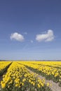 Yellow tulips in flower field with blue sky and two clouds Royalty Free Stock Photo