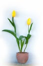 Yellow tulips in flower pot in spring isolated over white background Royalty Free Stock Photo