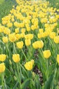 Yellow Tulips flowerbed in springtime