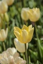 Yellow tulips flowers with green leaves in the park outdoor