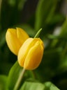 Yellow tulips close up on nature dark back ground islated for poscard or websites