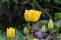 Yellow tulips flowers in spring tulip garden Royalty Free Stock Photo