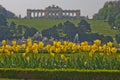 Yellow tulips in front of Gloriette building at the top of Schenbrunn park and palace in Vienna